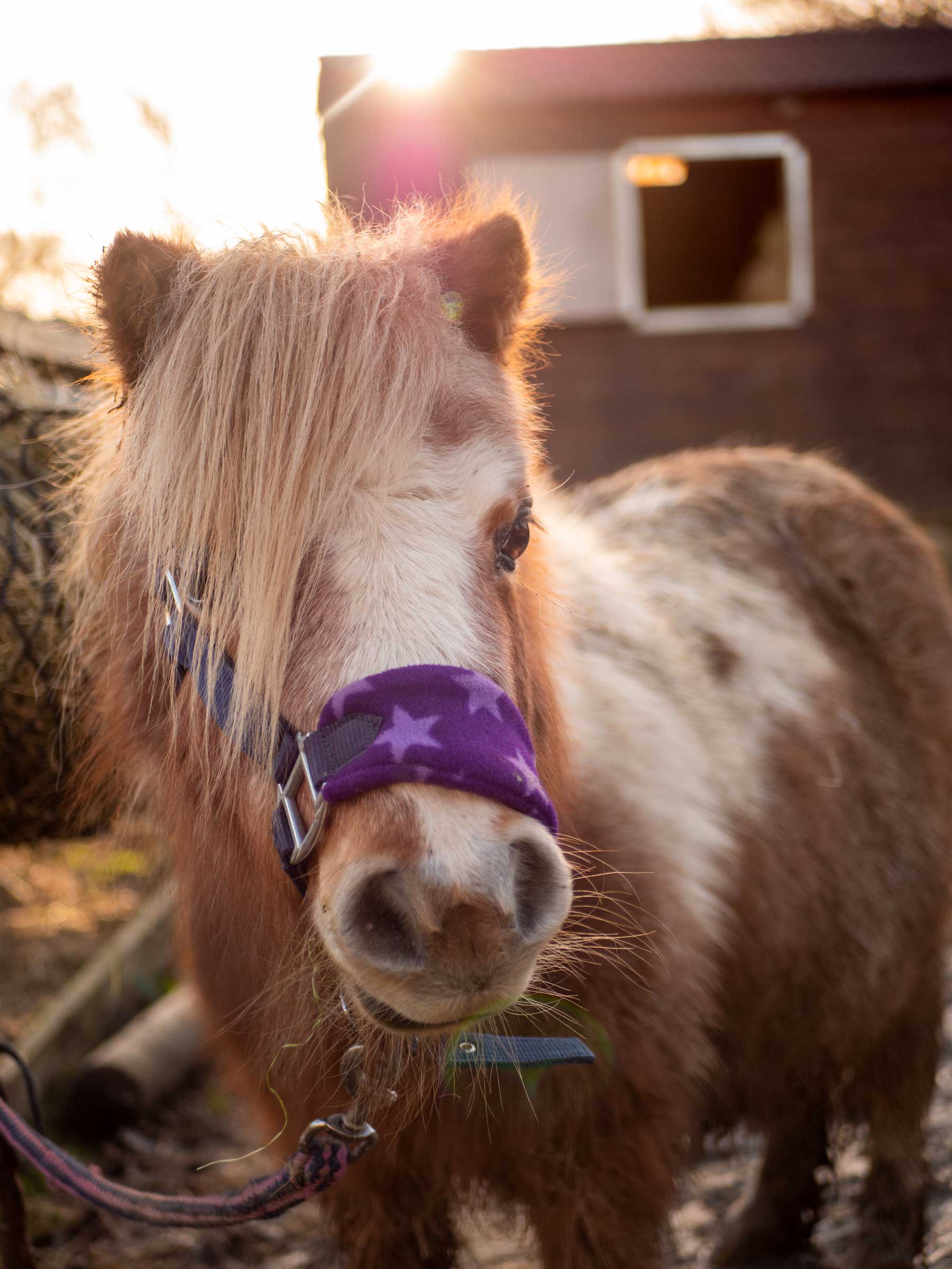 Equine Therapeuty centre Kent with children around a campfire.