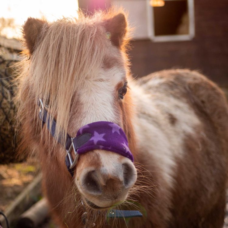 Equine Therapeuty centre Kent with children around a campfire.